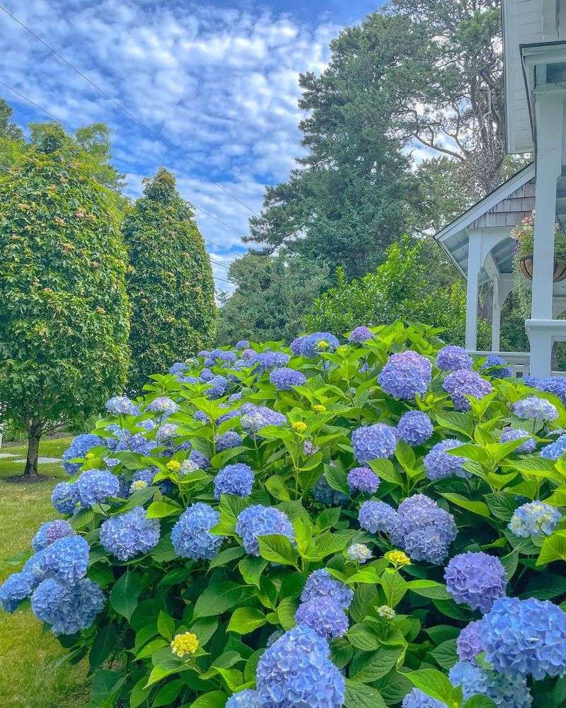 Nikko Blue Hydrangea