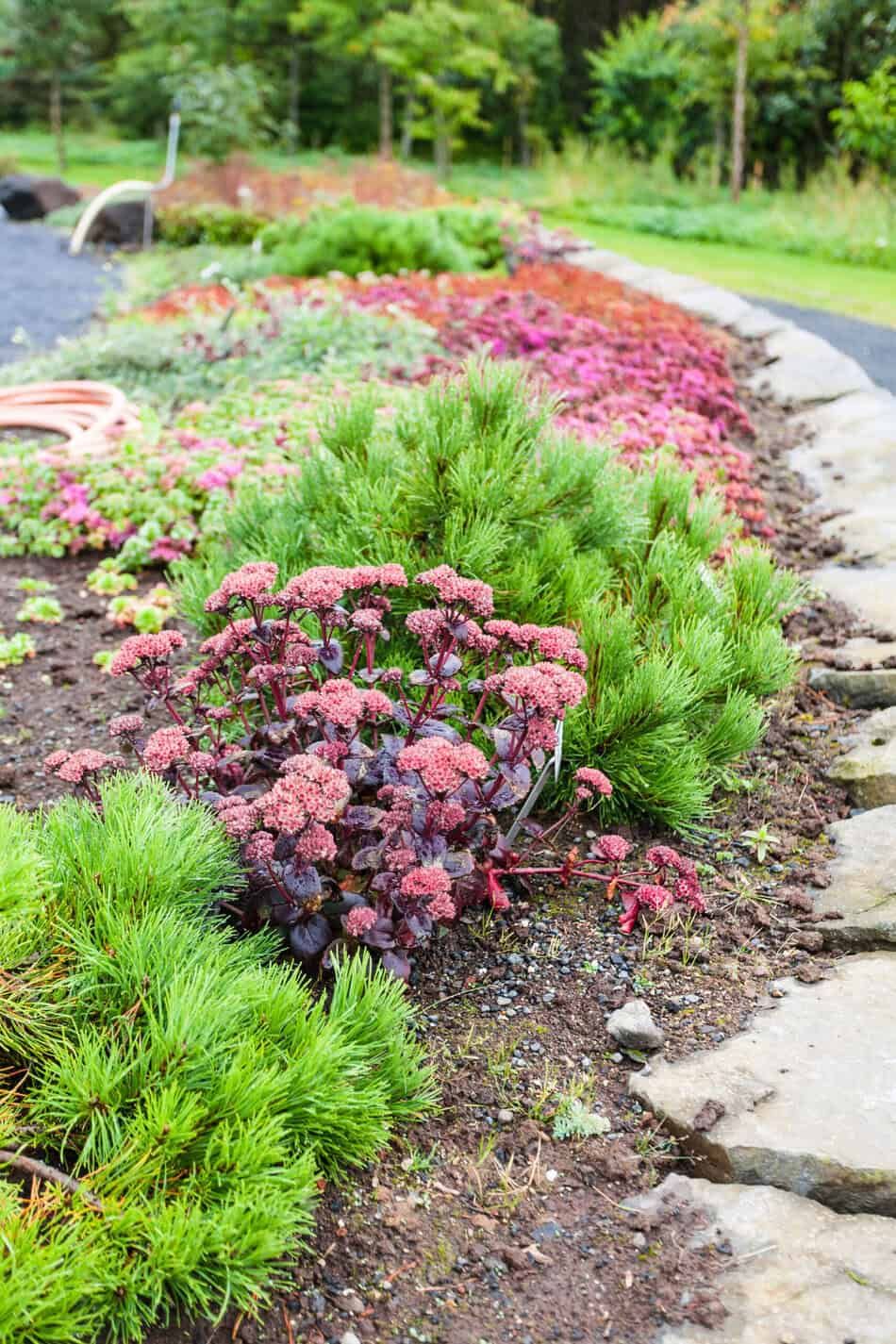 Plants in border
