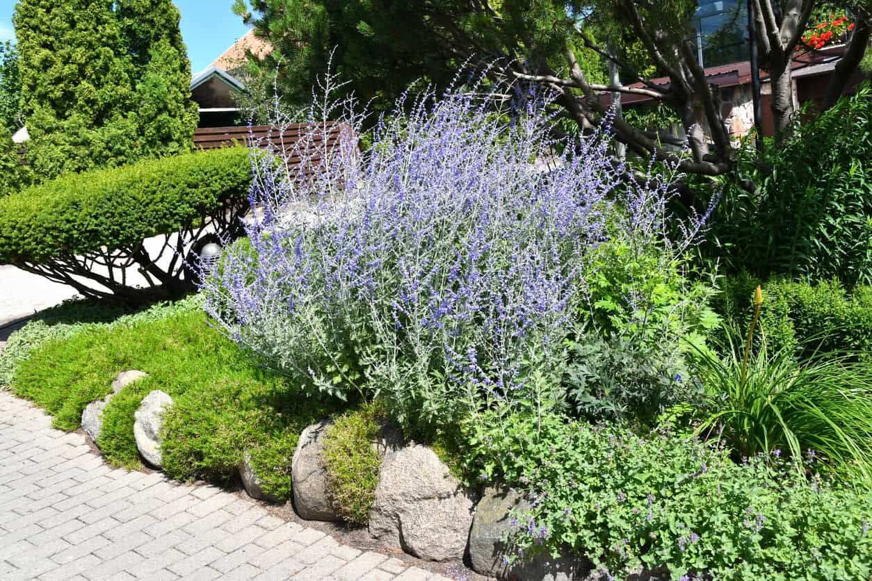 Russian Sage (Perovskia Atriplicifolia)