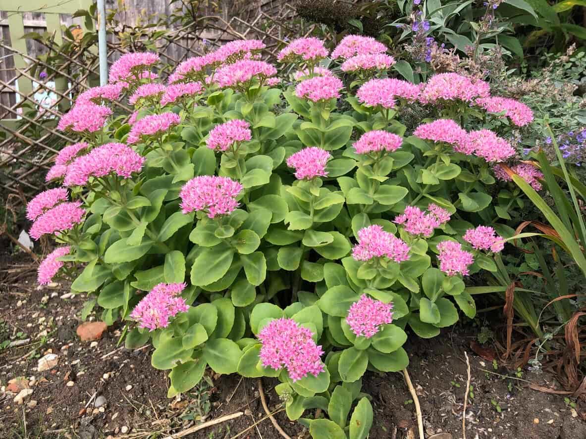 Sedum (Stonecrop)