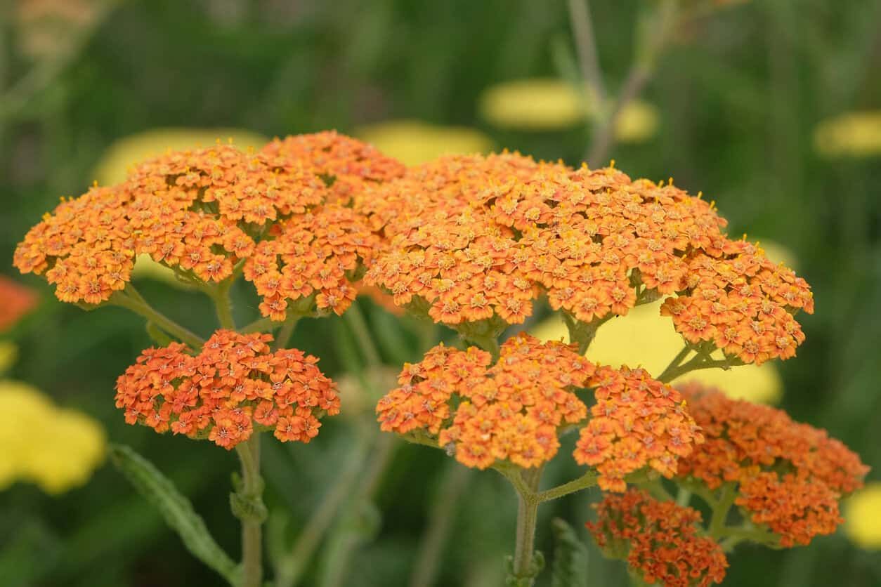 Yarrow Terracotta