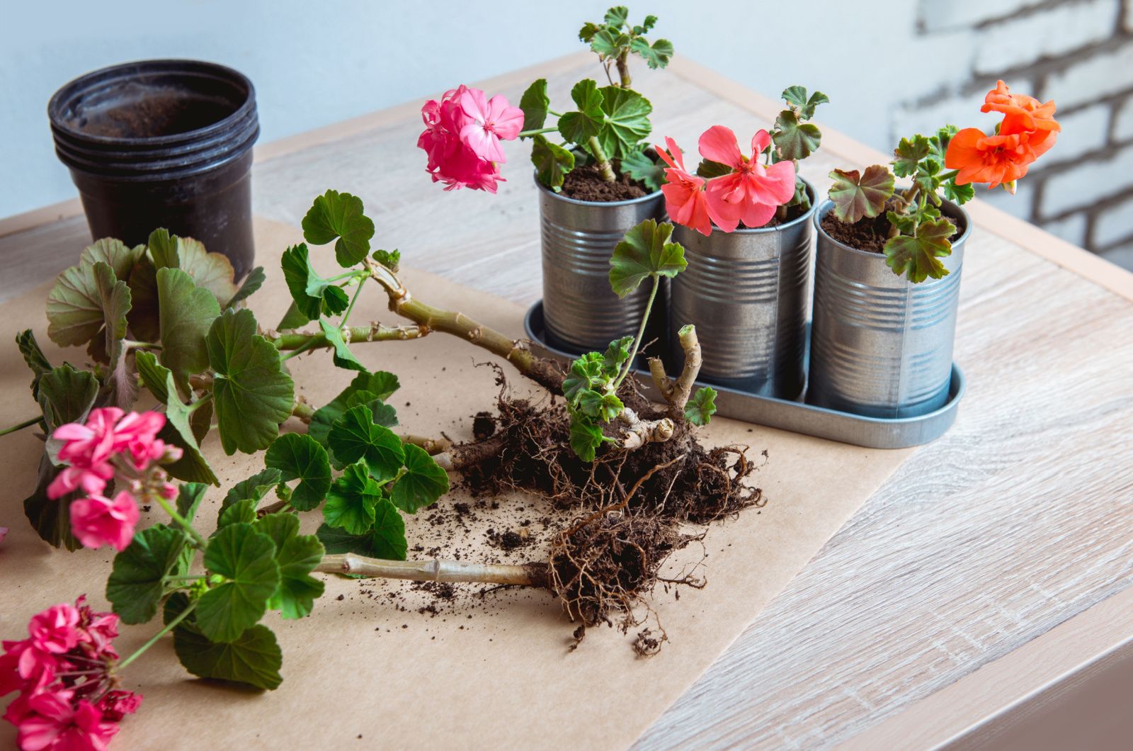 divided geranium plants on a table