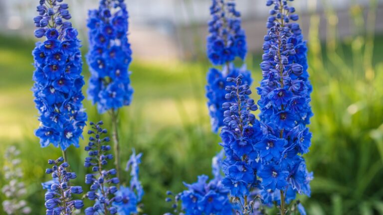 Doe dit met je riddersporen nadat ze zijn uitgebloeid en krijg volgend seizoen meer bloemen
