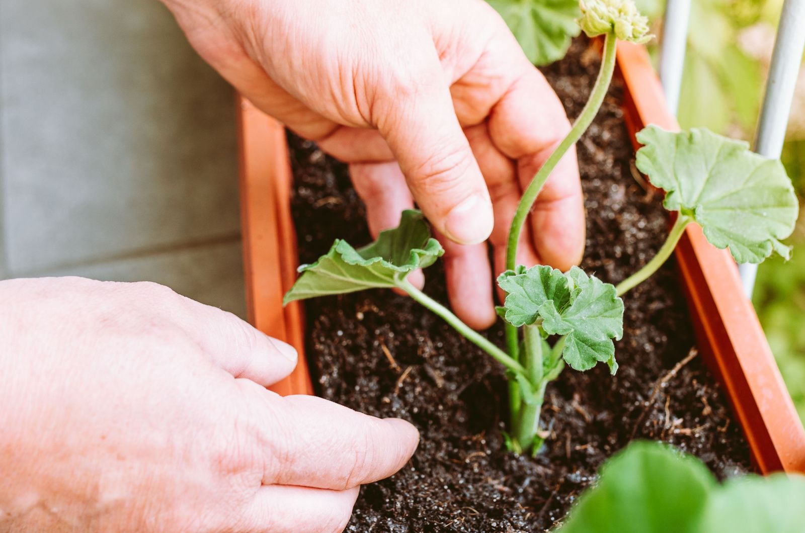 hand adding fertilizer to geranium plant