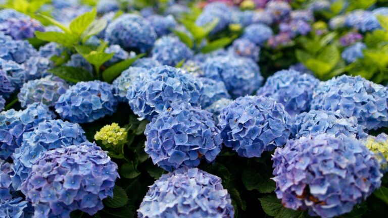 Hoe groot de 15 populairste hortensia’s echt worden