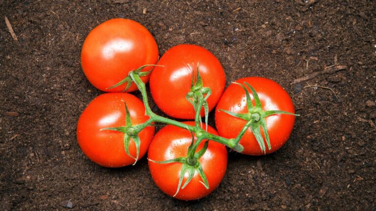 Wat is de perfecte pH-waarde voor tomatengrond? 15 dingen die elke tuinier moet weten