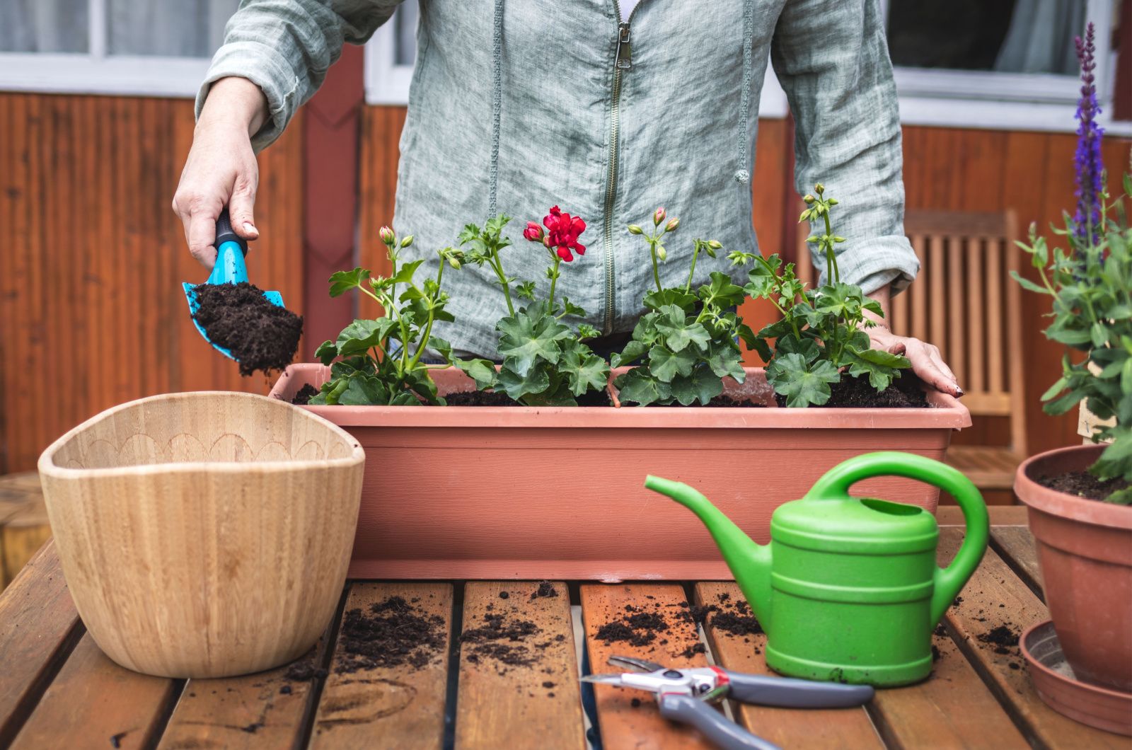 woman planting geraniums