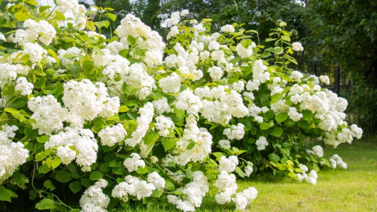 17 planten die je absoluut nooit naast je hortensia’s moet zetten