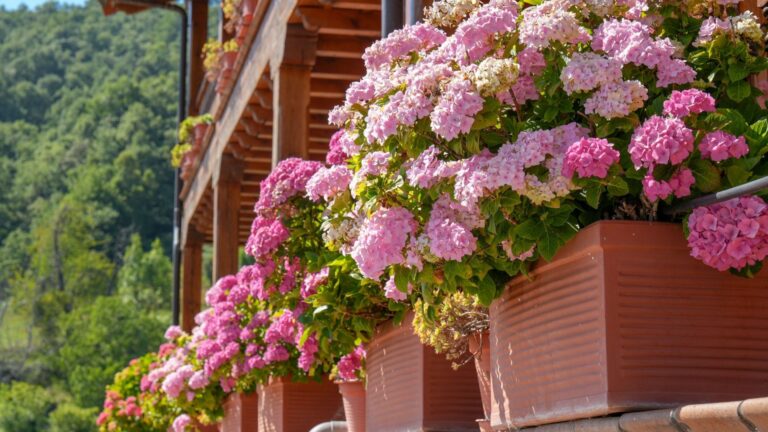 10 redenen waarom je hortensia’s het moeilijk hebben in augustus — en 7 oplossingen die echt werken