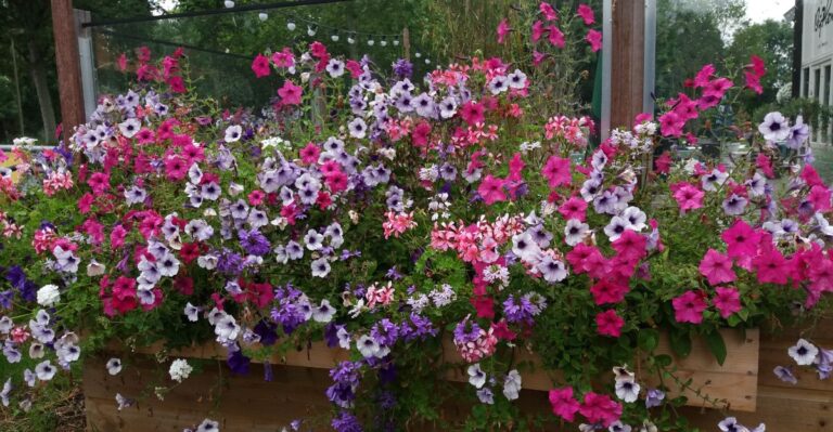 14 simpele trucjes voor non-stop bloeiende petunia’s, plus 2 die altijd werken