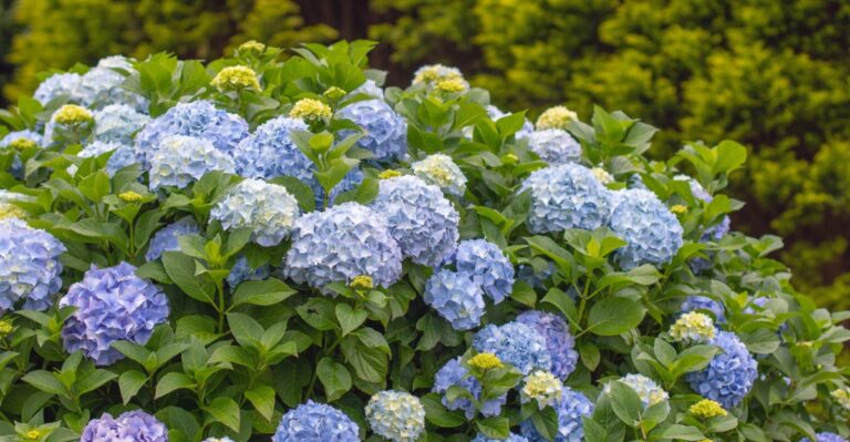 18 eenvoudige gewoontes om je hortensia’s deze zomer weer te laten bloeien