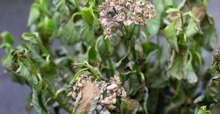 8 tekenen dat je hortensia te veel middagzon krijgt