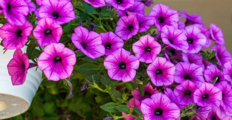 9 petuniafouten die je een seizoen vol bloemen kunnen kosten