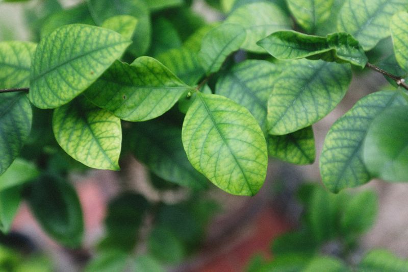 Avoid Late Nitrogen Feeding