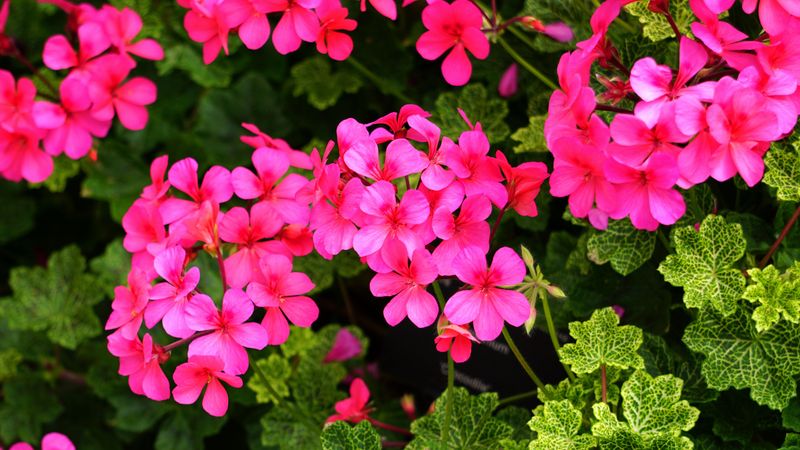 Balanced Fertilizer Keeps Blooms Coming Through Peak Summer