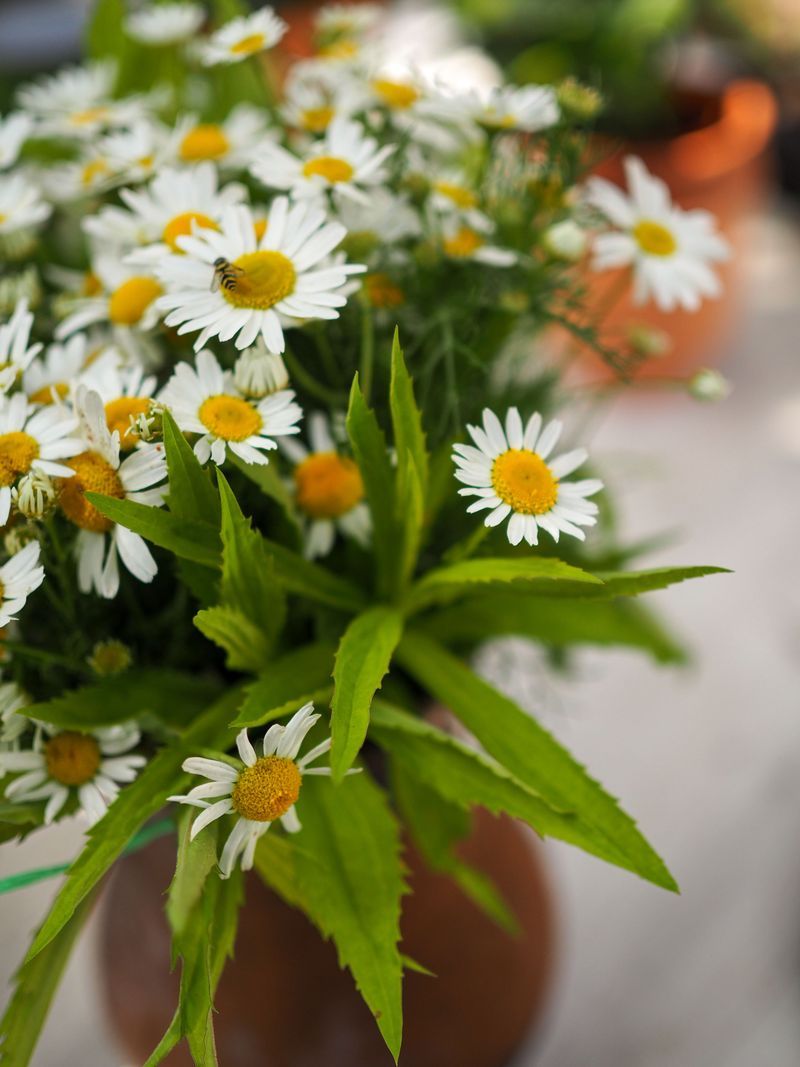 Blackfoot Daisy Blackfoot Daisy