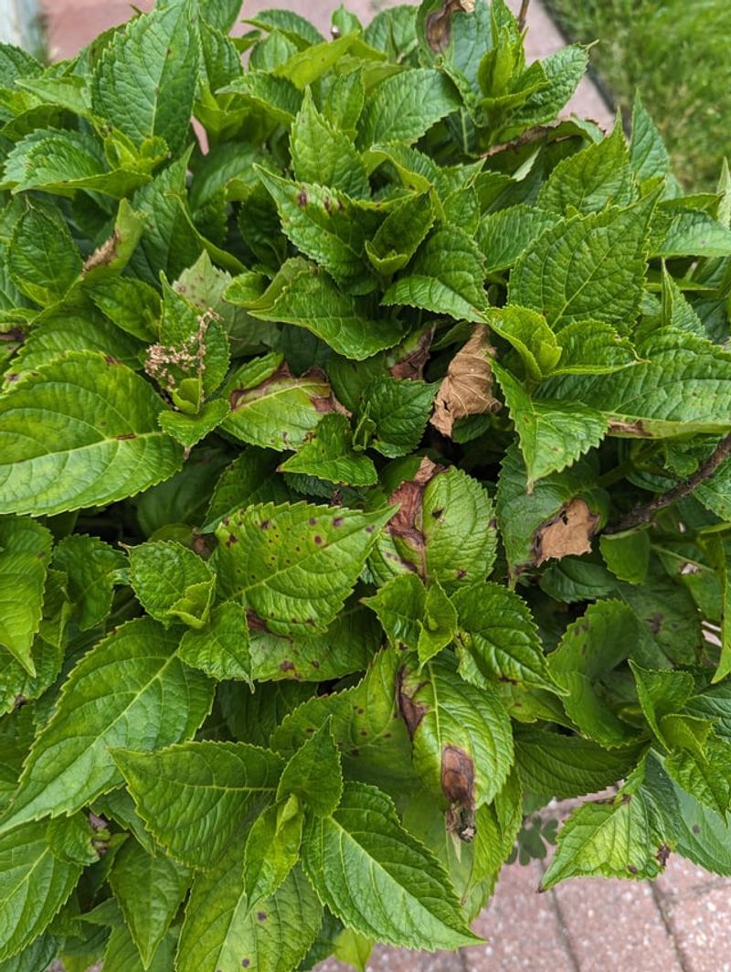 Brown Crispy Edges From Leaf Scorch