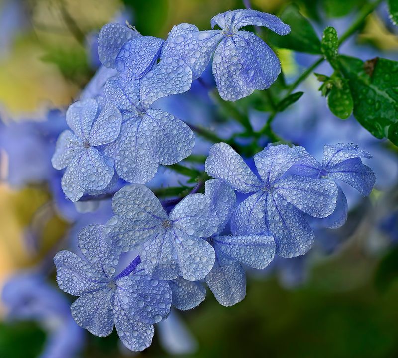 Cape Leadwort (Plumbago) Cape Leadwort (Plumbago)