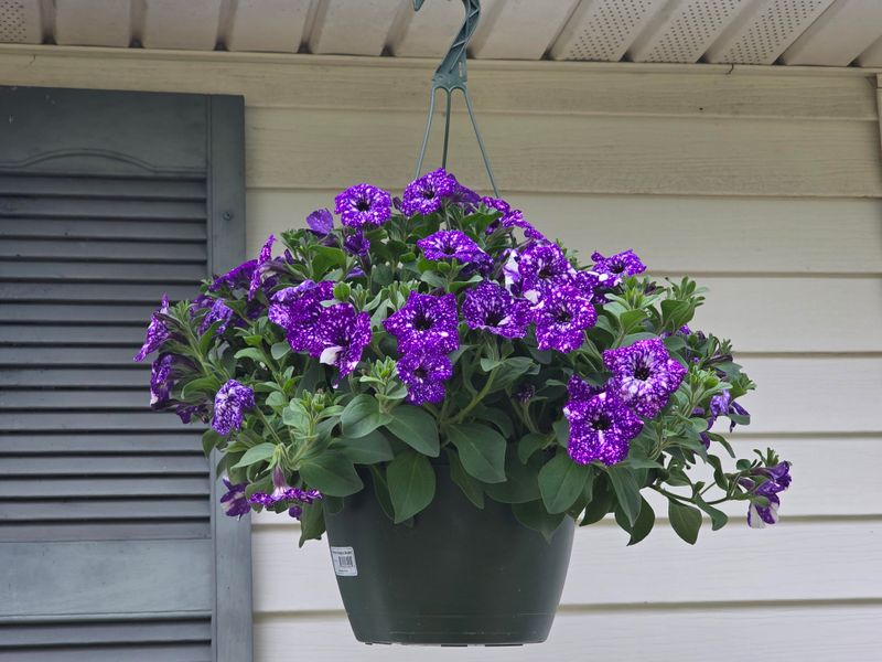 Choosing The Right Container For Maximum Blooms Choosing The Right Container For Maximum Blooms