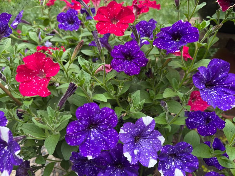 Combining Spent-Bloom Removal With A Cutback Combining Spent-Bloom Removal With A Cutback