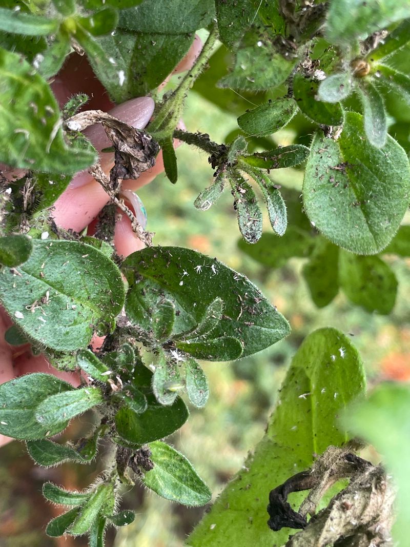 Common Pests That Slow Down Blooming Common Pests That Slow Down Blooming
