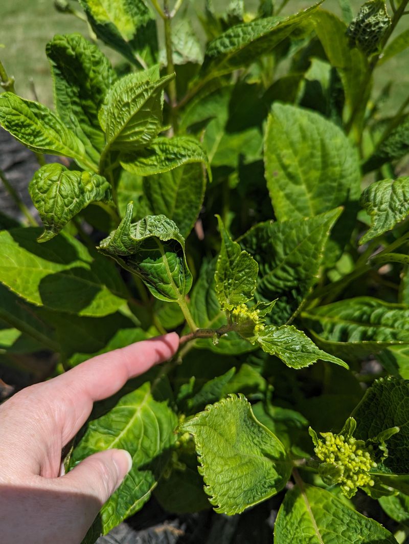Curling Leaves During The Hottest Hours