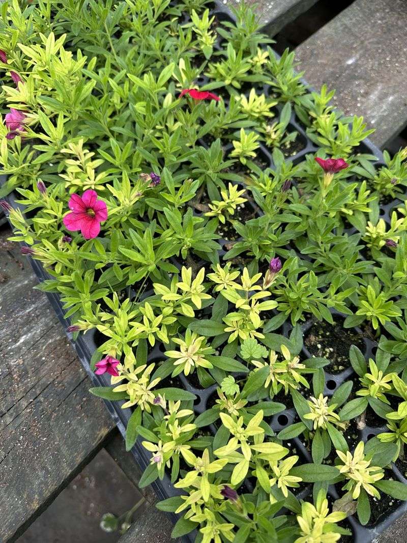 Excess Nitrogen Favors Leaves Over Length