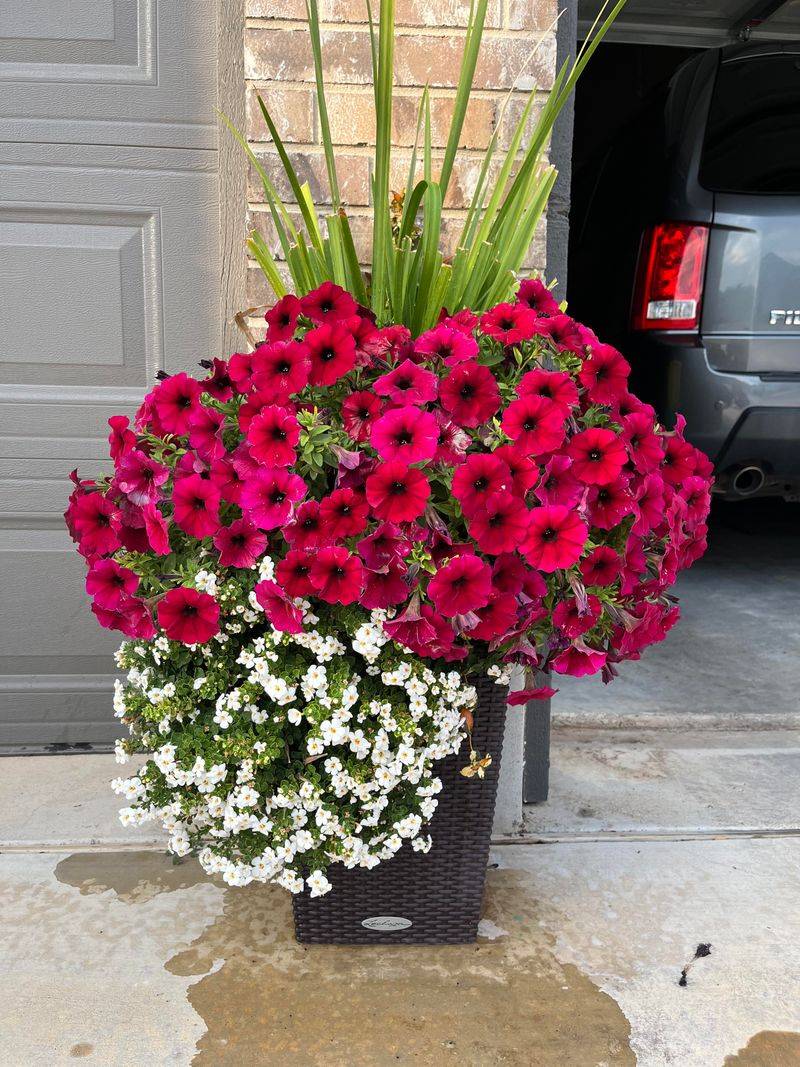 Feeding Schedules That Keep Flowers Coming Feeding Schedules That Keep Flowers Coming