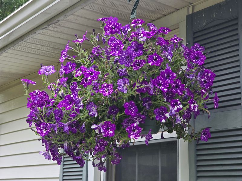 Fertilizer Ratios That Encourage More Flowers Fertilizer Ratios That Encourage More Flowers