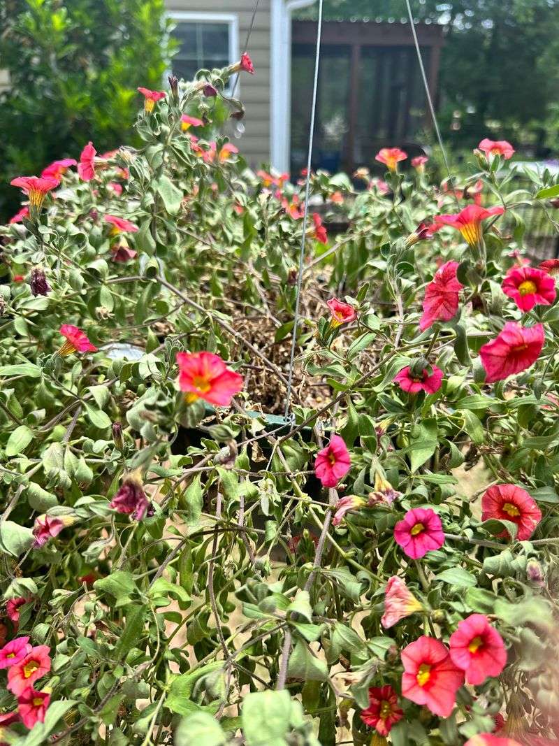 Fertilizing Dry Soil Instead Of Moist Roots