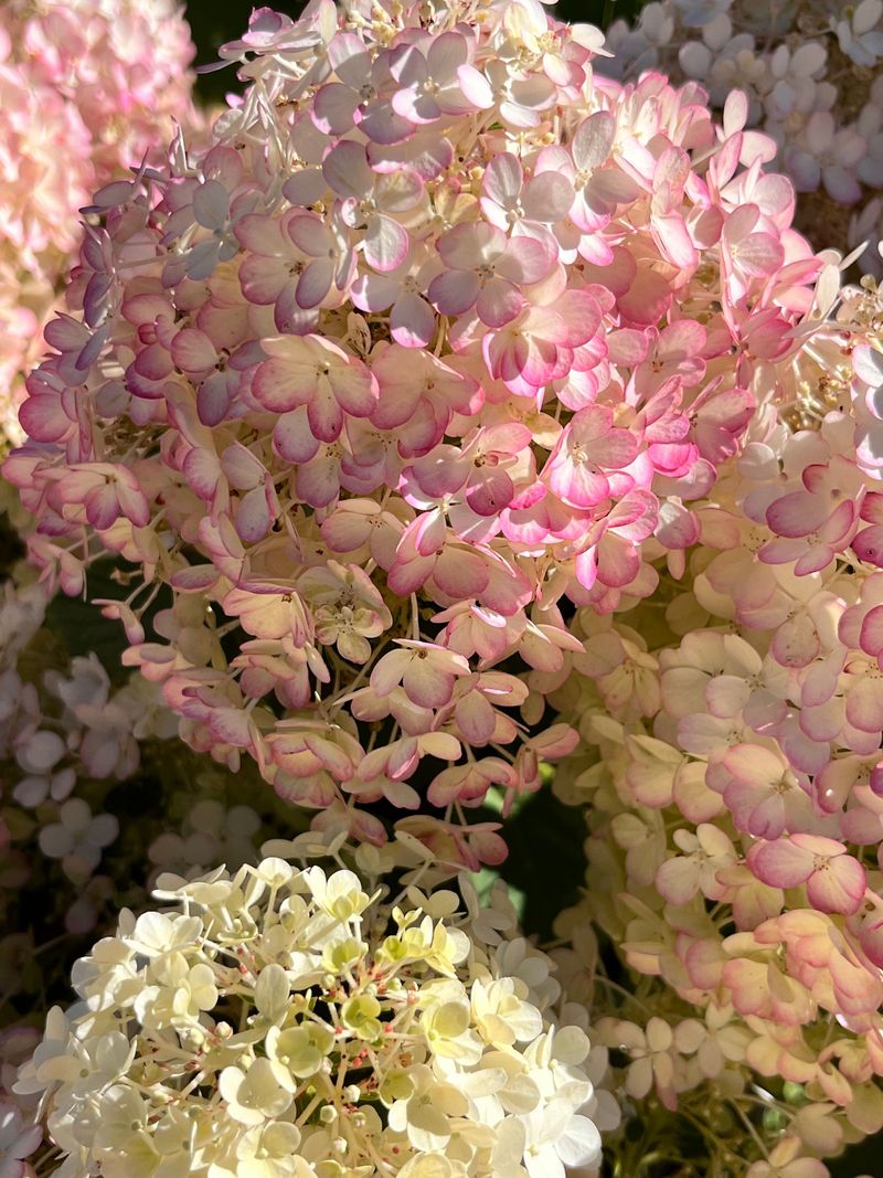 Flower Color Fading Faster Than Usual