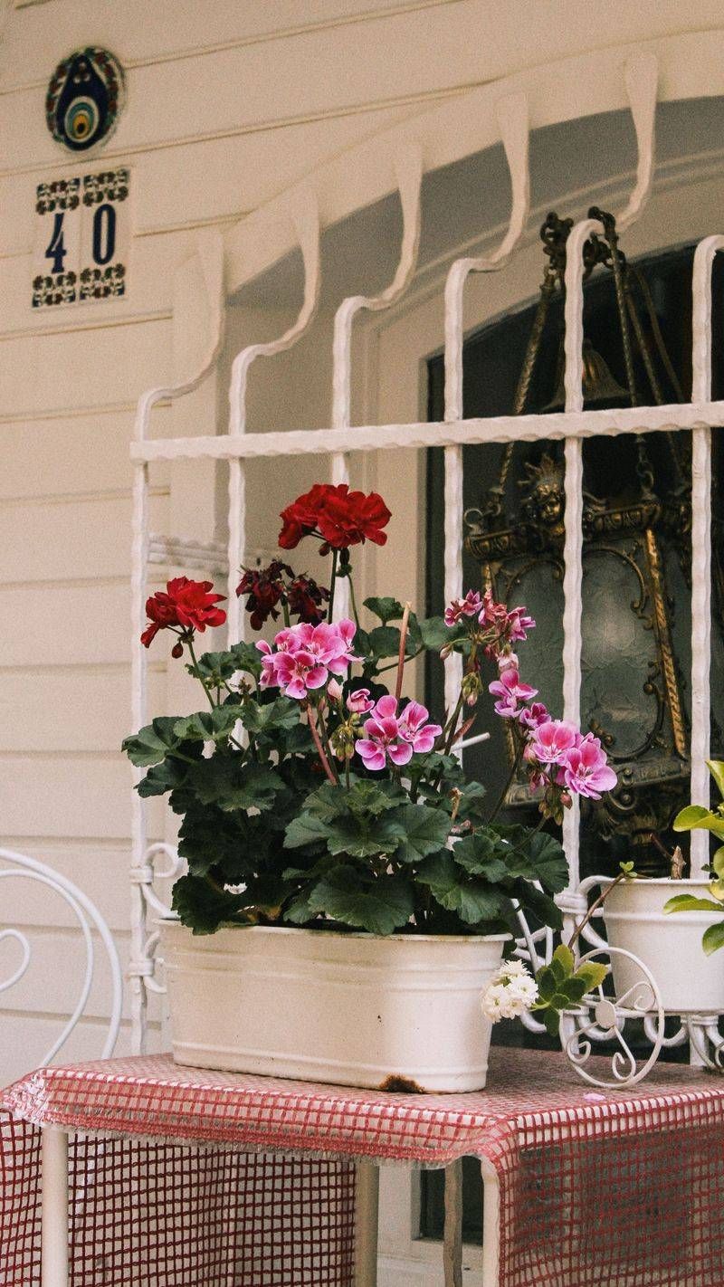 Geranium Geranium