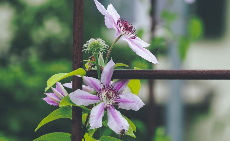 How To Fix A Bare, Flowerless Clematis