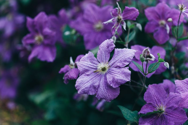 How To Identify Your Clematis's Pruning Group