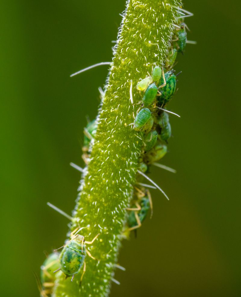 Ignoring Signs Of Aphids And Other Pests Ignoring Signs Of Aphids And Other Pests