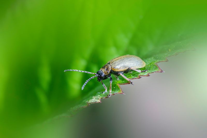 Inspect For Common Pests