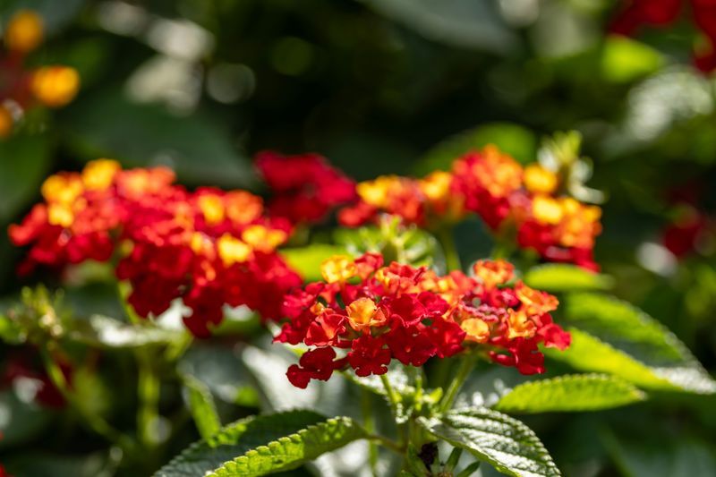 Lantana Lantana