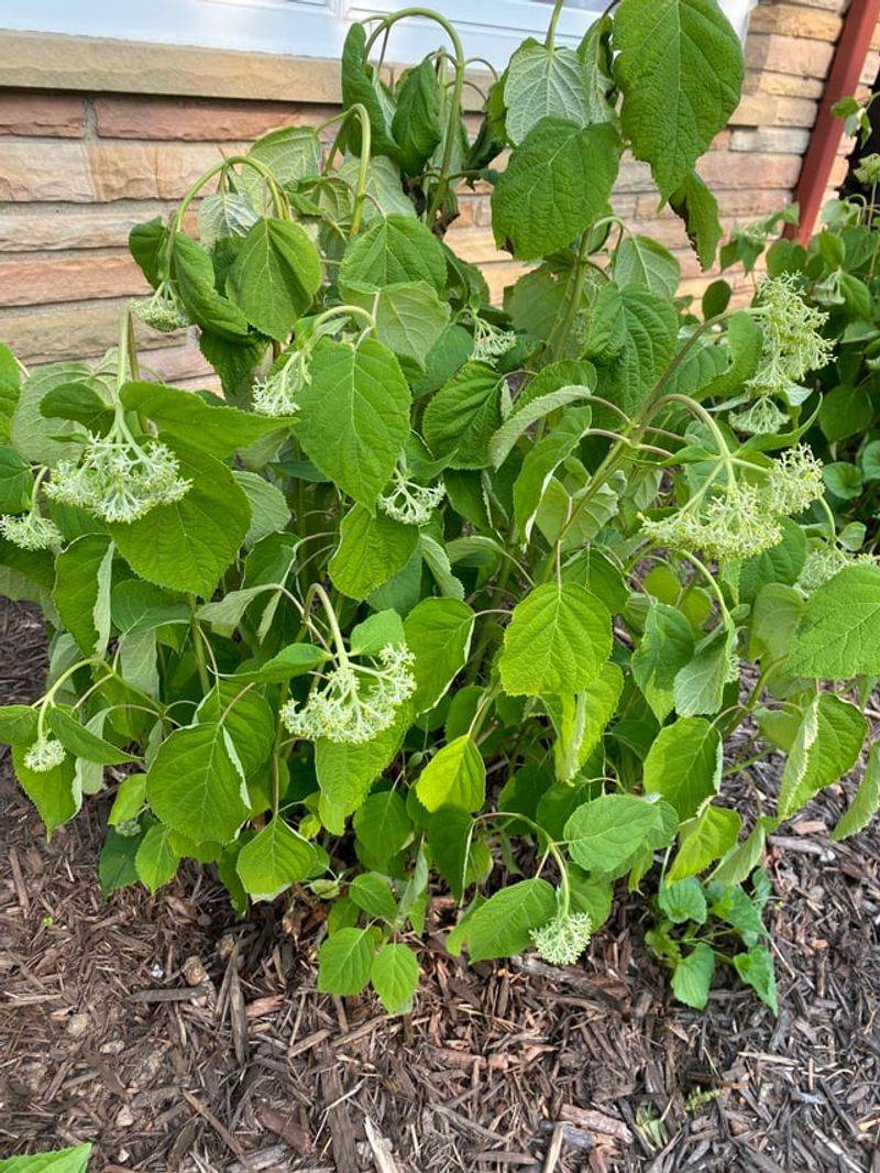 Leaves And Blooms Drooping Even After Watering