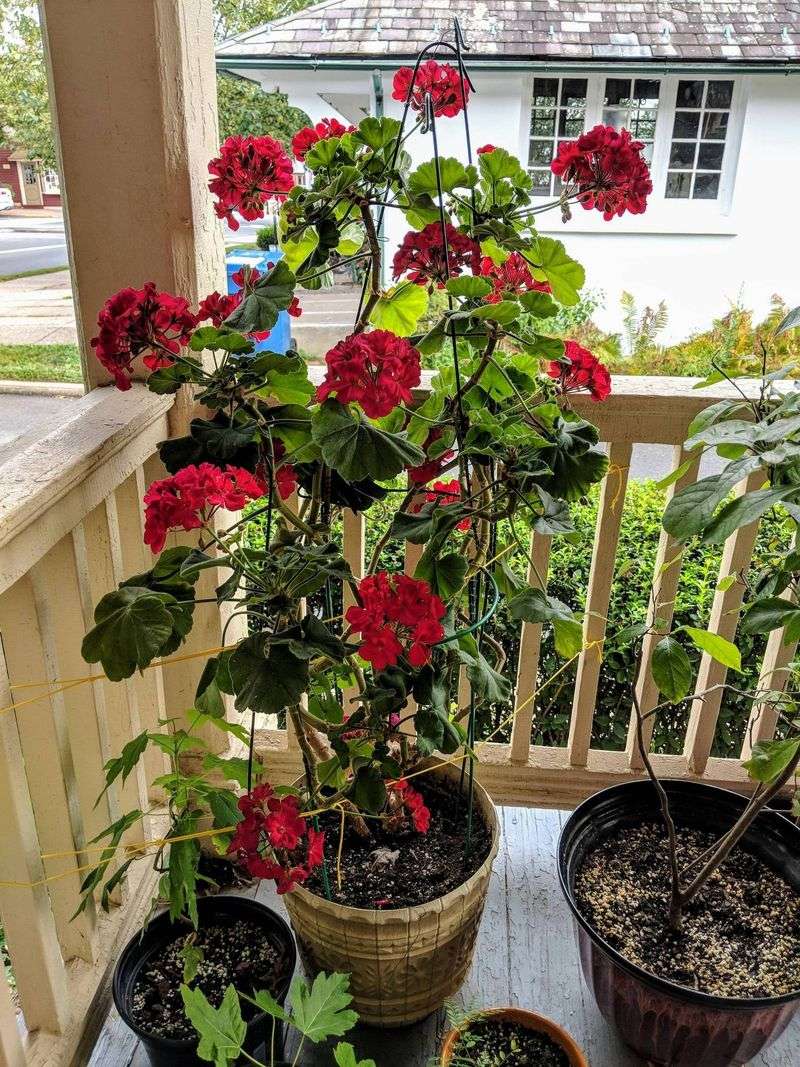 Light Afternoon Shade Prevents Petal Scorch And Wilting