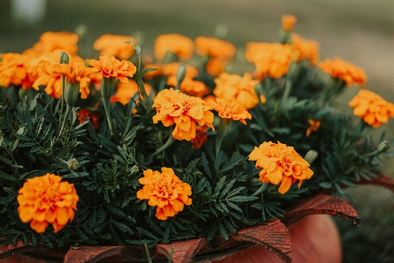 Marigold Marigold