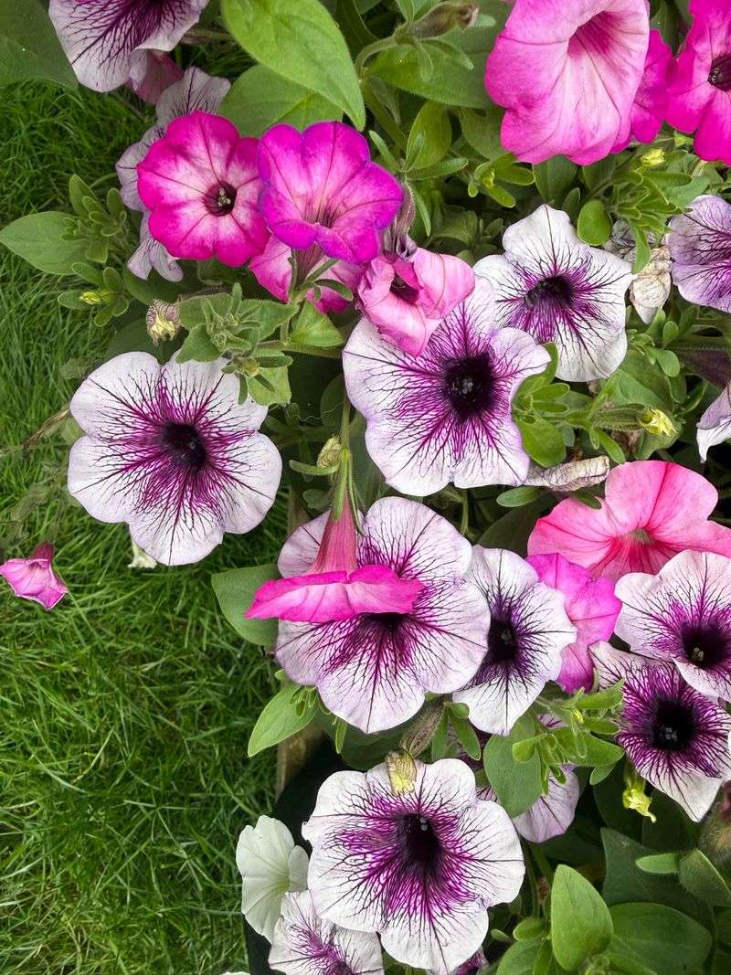 Mixing Slow-Release Fertilizer Directly In Soil Mixing Slow-Release Fertilizer Directly In Soil