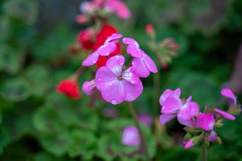 Morning Watering Helps Geraniums Handle Afternoon Heat