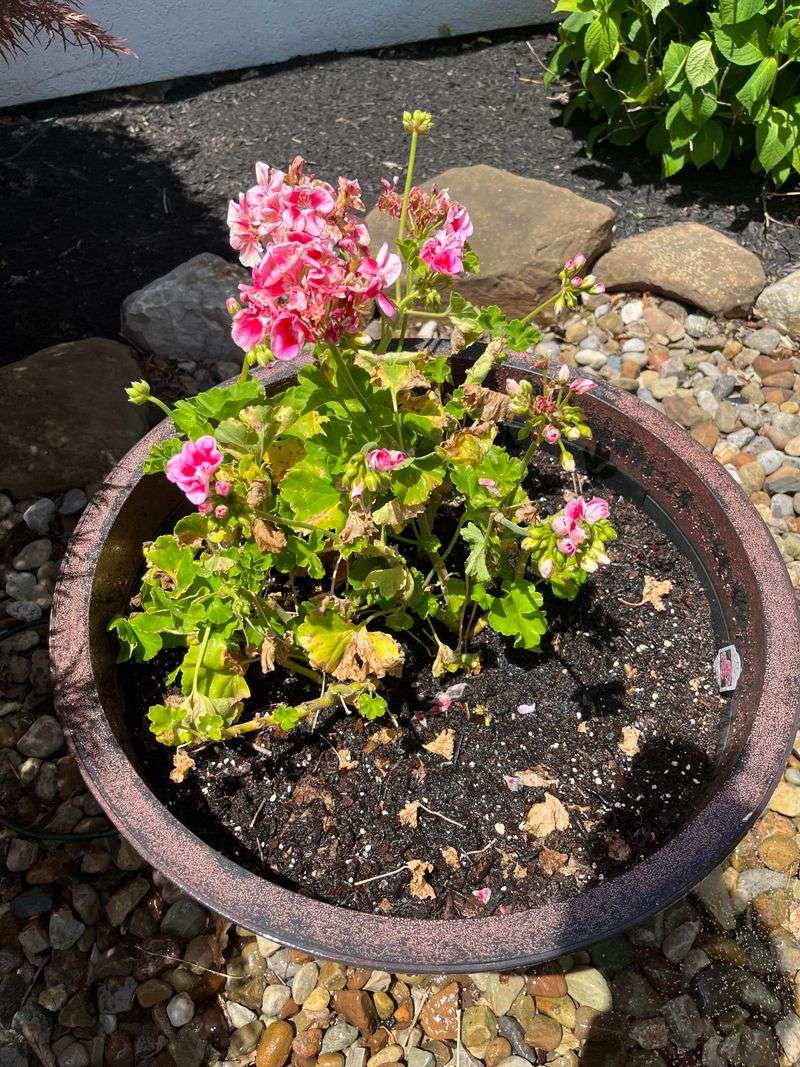 Mulching Around Roots Keeps Soil Temperatures Stable
