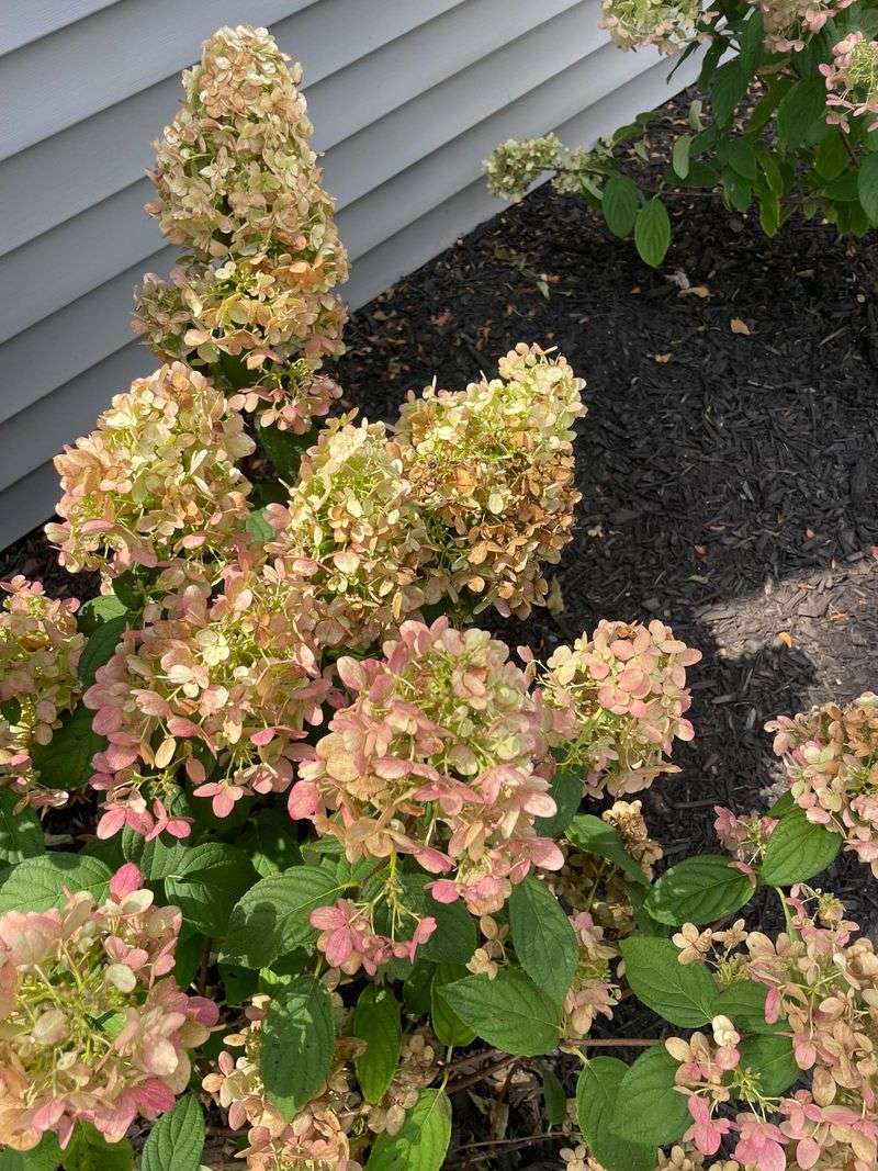 Overall Plant Looking Stressed By Midday