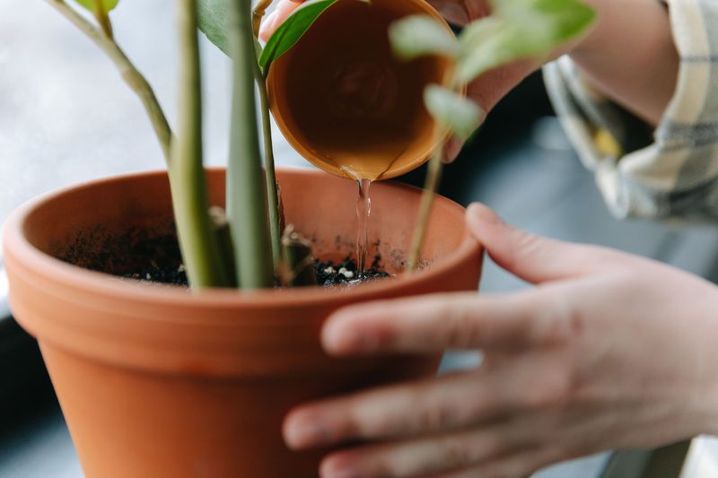 Overwatering Instead Of Letting Soil Dry Slightly Between Waterings Overwatering Instead Of Letting Soil Dry Slightly Between Waterings