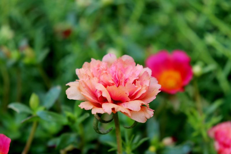 Portulaca (Moss Rose) Portulaca (Moss Rose)