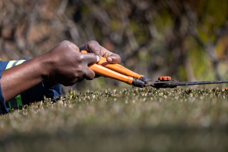 Pruning Schedule To Prevent This Mistake In The Future