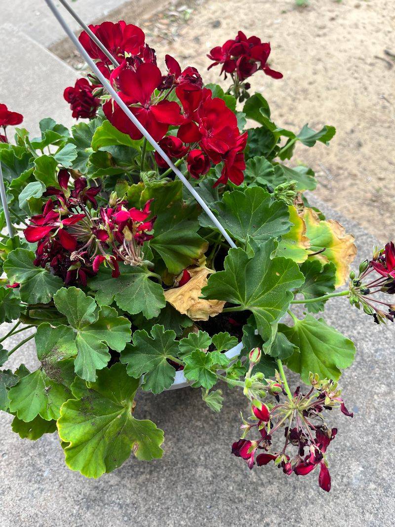 Removing Spent Blooms Encourages Continuous August Flowering