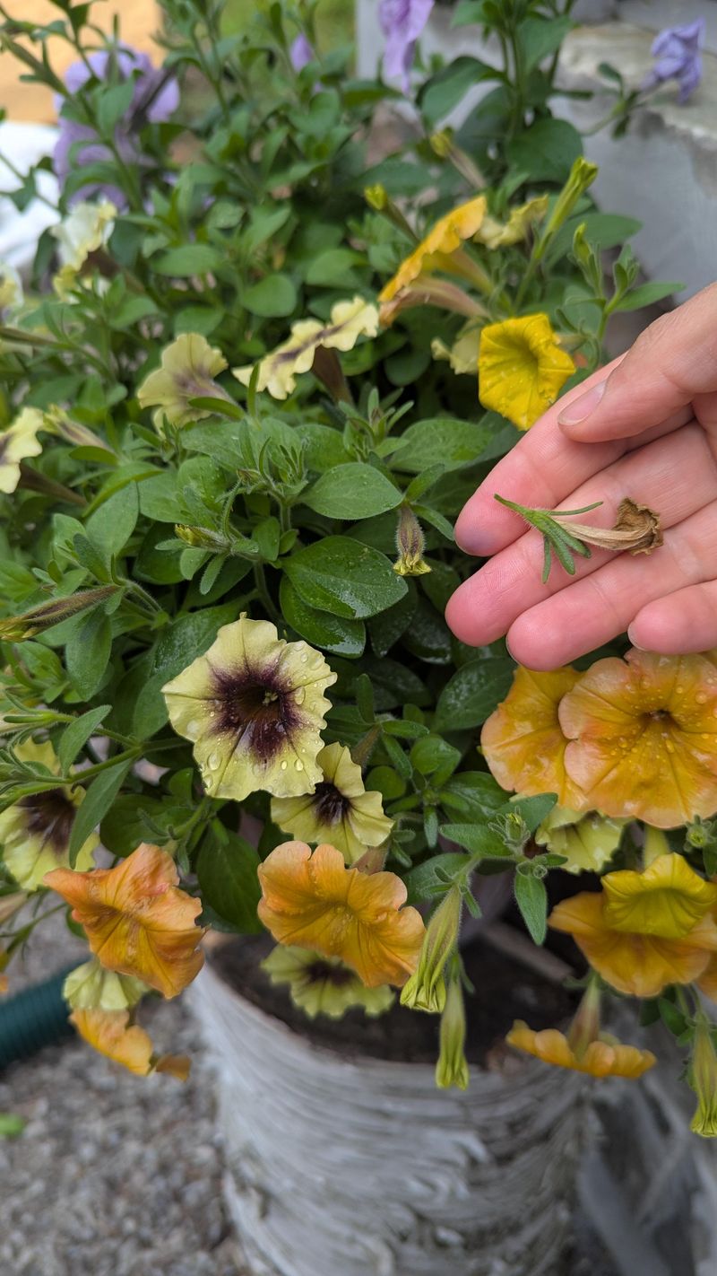 Removing Spent Blooms The Right Way Removing Spent Blooms The Right Way