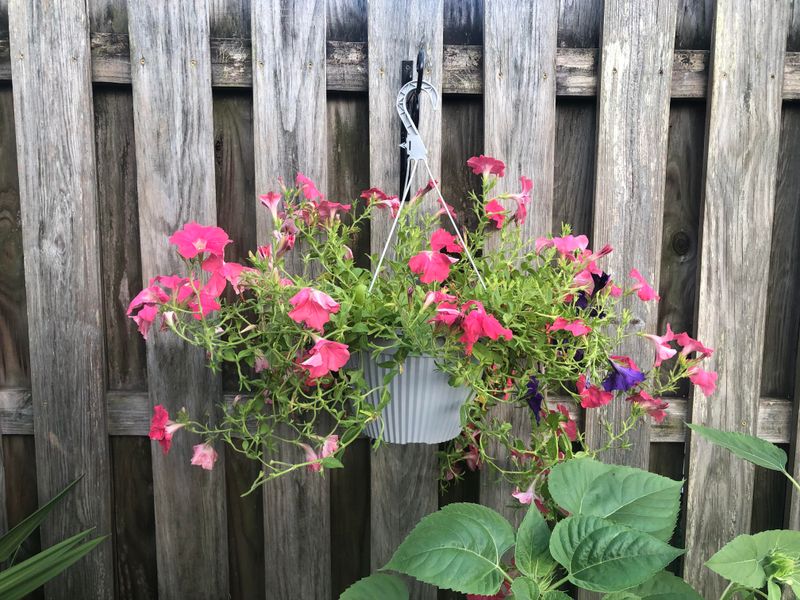 Reviving Leggy Petunias Mid Season Reviving Leggy Petunias Mid Season